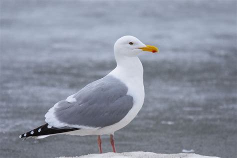 Wild Profile: Meet the herring gull - Cottage Life