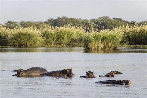 Wildlife safaris in Malawi | Expert Africa