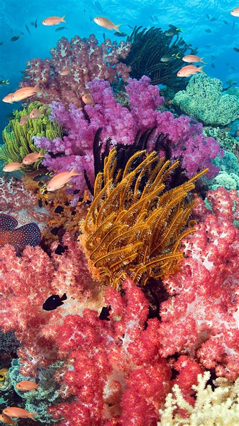 Coral Reef iPhone Wallpapers - Top Free Coral Reef iPhone Backgrounds ...