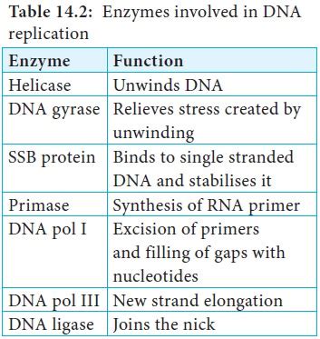 DNA Replication