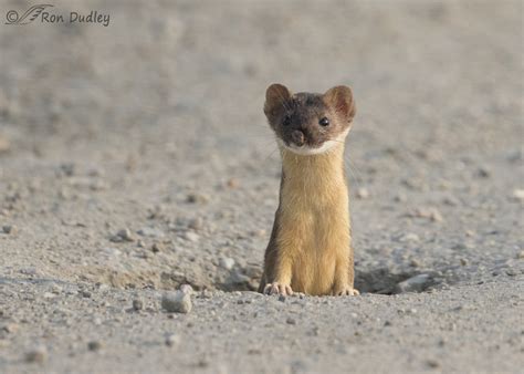 Long-tailed Weasel With The Nose Of A Prize Fighter « Feathered Photography