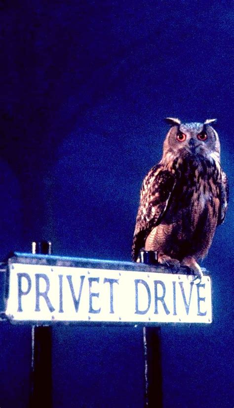 Privet Drive - Harry Potter Photo (38912571) - Fanpop