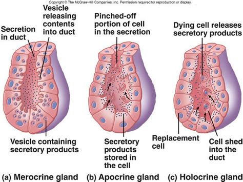 Explain the Different Types of Exocrine Glands