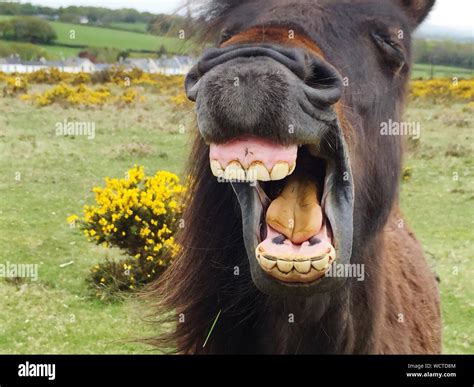 Horse Mouth Open High Resolution Stock Photography and Images - Alamy