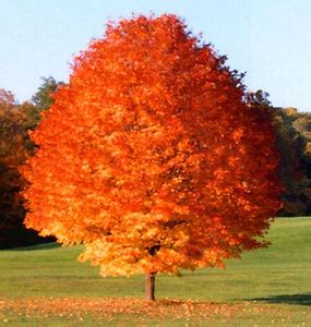 Sugar Maple Tree - Fast-growing native with bright fall color! (2 year ...