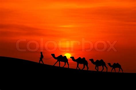 Camel caravan silhouette with sunset | Stock image | Colourbox