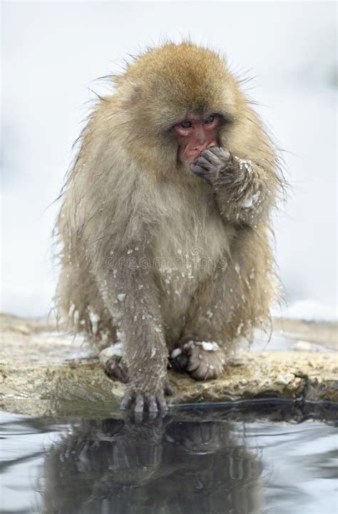 Japanese Macaque Near the Natural Hot Springs. Stock Image - Image of mother, people: 135448451