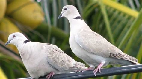 Dove Pictures and Sounds - YouTube