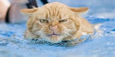 CAT FRIDAY: Cats swimming edition | Bloglander