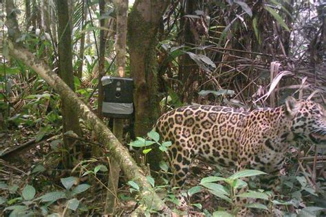 Darien Gap Jaguar Expedition - SEEtheWILD Wildlife Conservation Travel