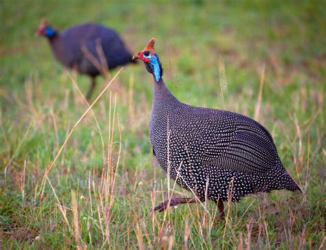 African Guinea Fowl