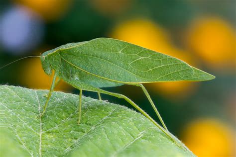 Masquerade Camouflage: How Animals Avoid Becoming Dinner - Newsweek