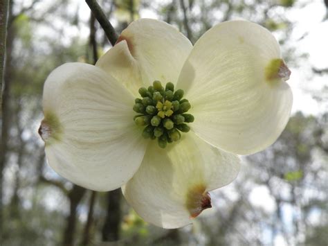 Flowering Dogwood