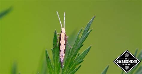 How to Fight Diamondback Moth Larvae - Gardening Channel