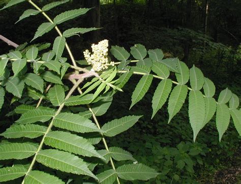 Sumac Flower Buds and Red Berries – wildeherb.com