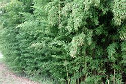 Phyllostachys aurea