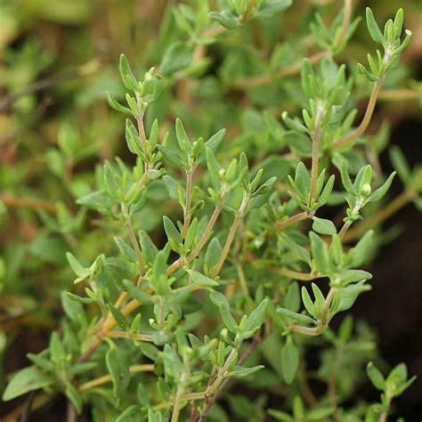 Thyme (3 Plants) Organic - Harrod Horticultural