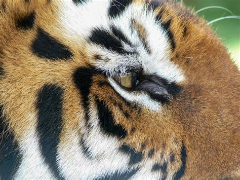 Close up of the eye of a tiger 4528781 Stock Photo at Vecteezy