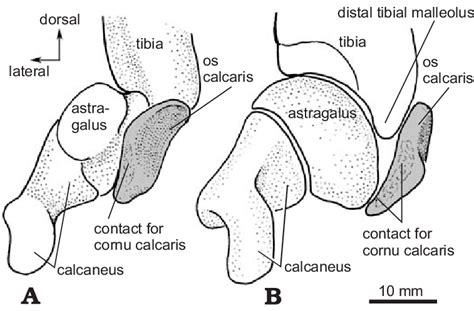 Platypus Venom Diagram