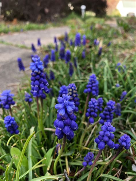 Grape Hyacinth Bulbs | Etsy