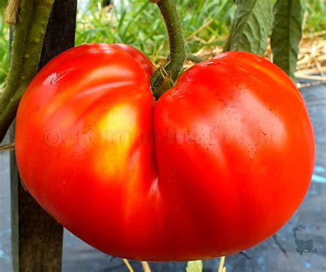 Red tomatoes: MINUSINSK GIANT ( Minusinskiy Gigant) Tomato