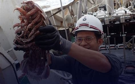 Udang Raksasa Ditemukan di Laut Dalam Indonesia, Seperti Apa Wujudnya?