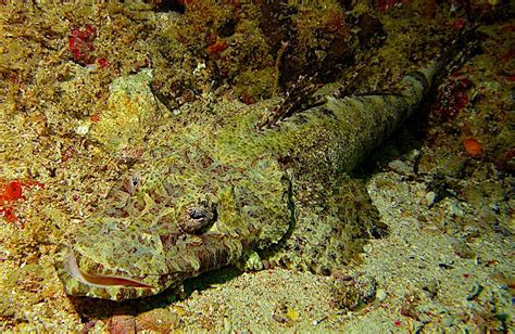 Crocodile Fish Koh Tao | Black Turtle Dive