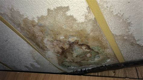 Top 4 Types Of Mold to Look Out For After Water Damage