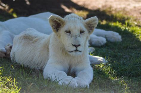 20+ White Albino Lion Cub Stock Photos, Pictures & Royalty-Free Images ...