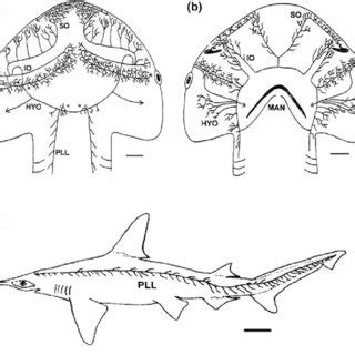 7 Distribution of the lateral line canals in sharks. Canals are found... | Download Scientific ...