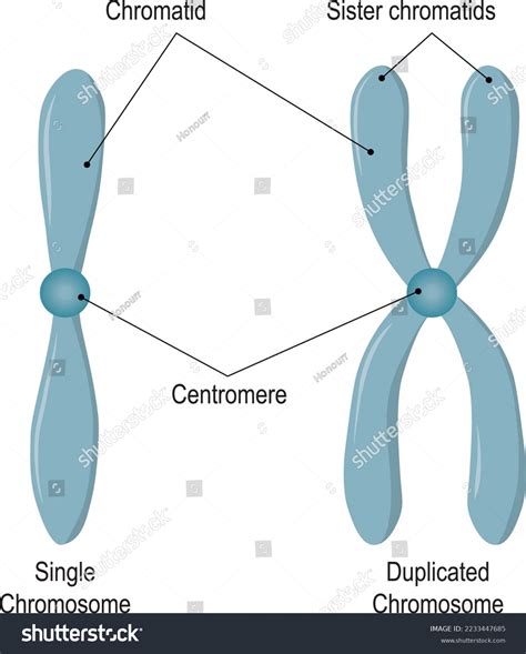 Chromosome Structure Unduplicated Duplicated Chromosomes Sister ...