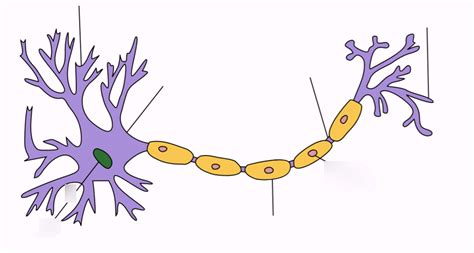 Label Parts of a Neuron Diagram | Quizlet