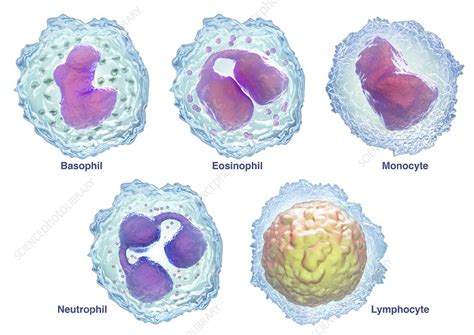 White Blood Cell