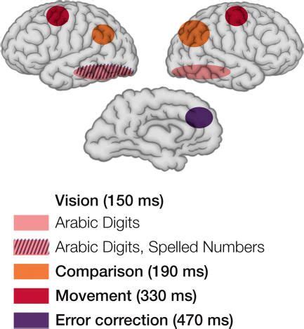 Click on image to zoom | Neuroscience, Behavioral neuroscience ...