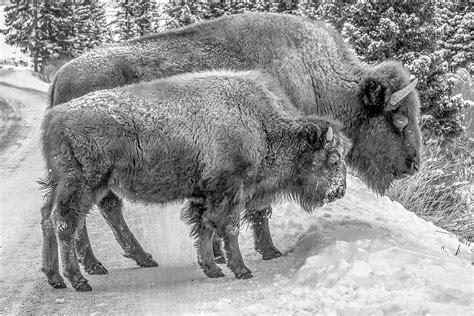 Yellowstone Bison in Winter Photograph by Michael DeGrenier - Pixels