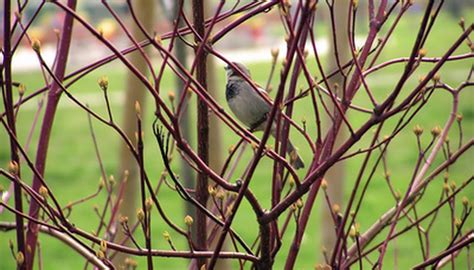 What Is a Thicket of Shrubs? | Garden Guides