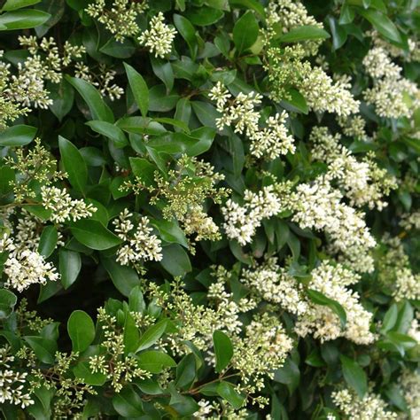 Waxleaf Privet Hedge - Ligustrum japonicum for Sale - Brighter Blooms Nursery – BrighterBlooms.com