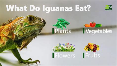 What Do Iguanas Eat? Their Diet Explained - A-Z Animals