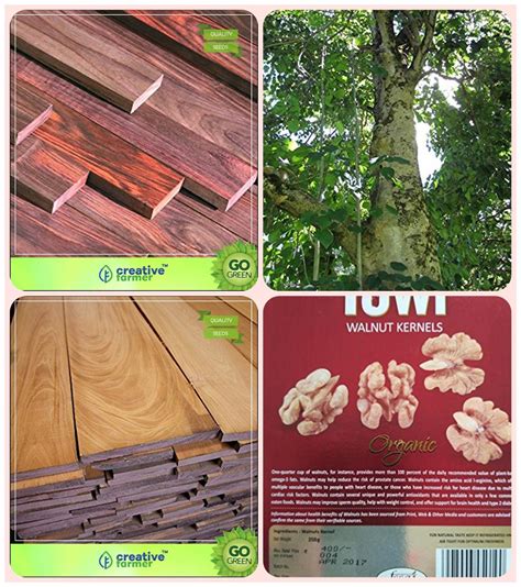 Buy Garden Plant Tree Seeds Indian Rosewood;Gmelina Arborea;Mahogany;Wallnut Combo For Home ...