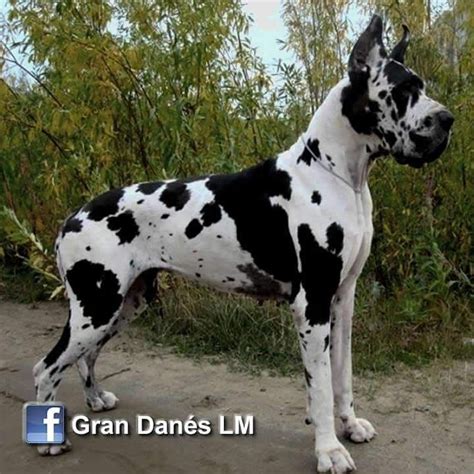 Gran Danes arlequin Europeo | Gran danés, Perros mascotas, Venta de cachorros