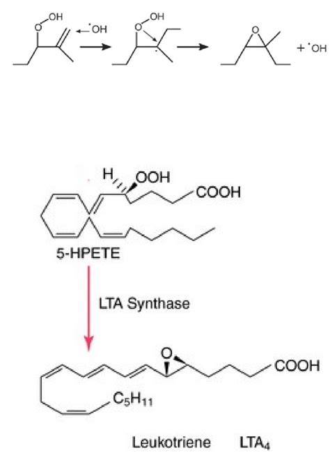 Leukotriene A4 biosynthesis by an epoxide ring formation. | Download Scientific Diagram