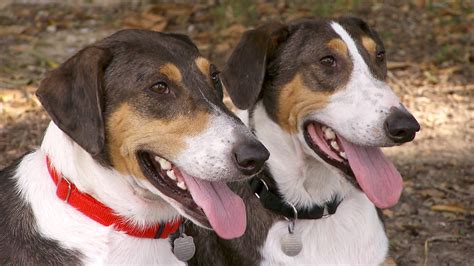 Meet the couple who cloned their dog – twice - TODAY.com