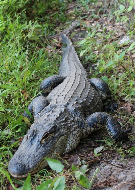 North Carolina Wildlife Resources Commission proposes alligator hunting ...