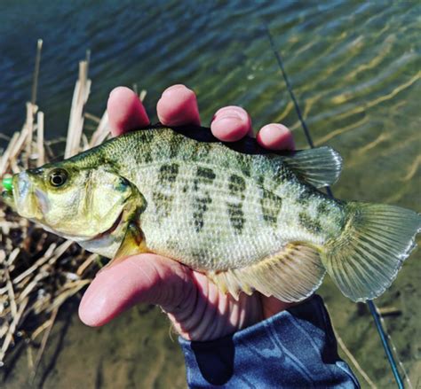 Test run of Sacramento perch dropped into San Diego County lake by DFW | Western Outdoor News