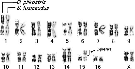 Karyotype evolution of shrew moles (Soricomorpha: Talpidae)