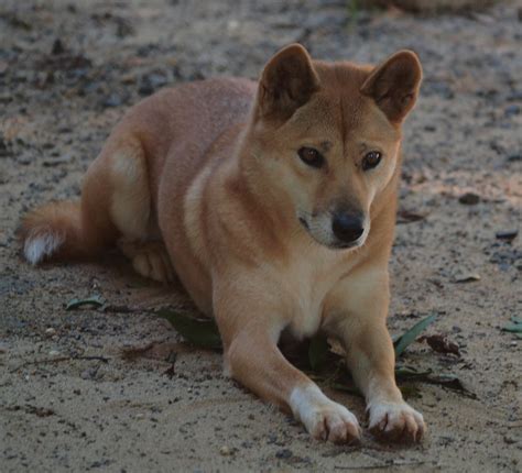 Dingo.. Australian Wild Dog | darryl jones | Flickr