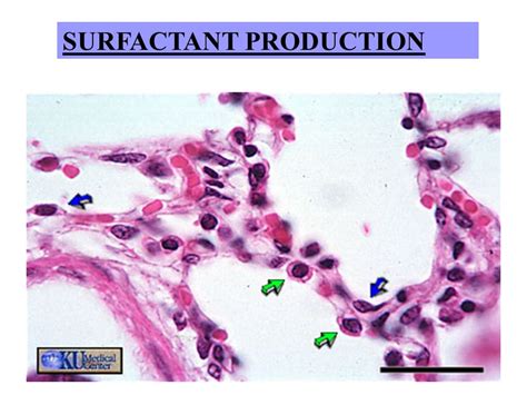 THE RESPIRATORY SYSTEM - ppt video online download