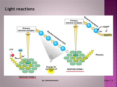 Photosynthesis.a2ppt