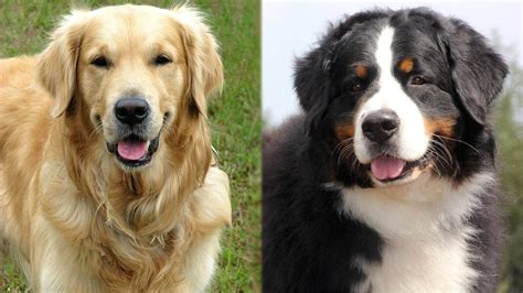 Golden Mountain Mix: Golden Retriever & Bernese Mountain Dog - The Dogman