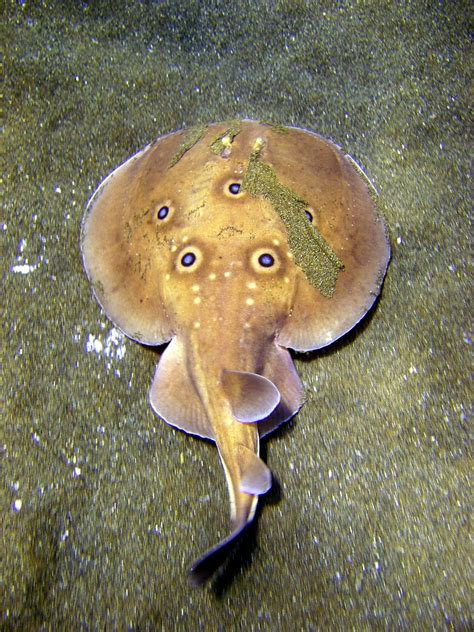 Electric Rays ~ Aquatic Animals